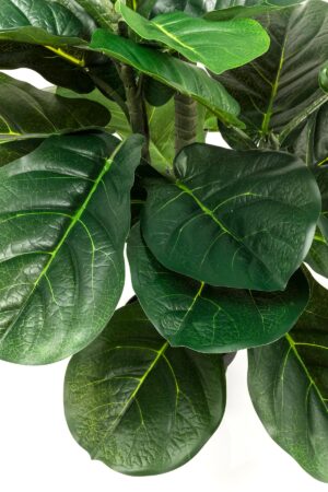 Kare Fiddle leaf planta