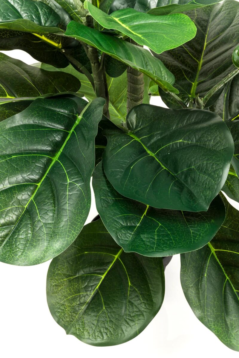 Kare Fiddle leaf planta