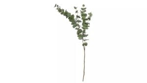 Shishi Eucalyptus grein H100cm