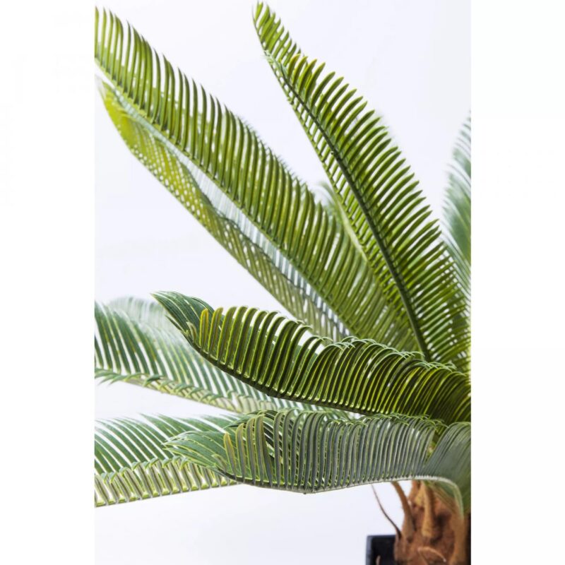 Kare Cycas planta 75cm