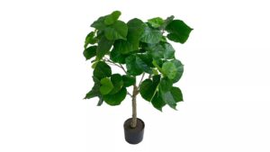 Shishi Ficus planta