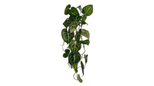Shishi Arum italicum planta