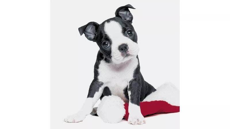 Andersson servíettur Xmas Dog - Image 1