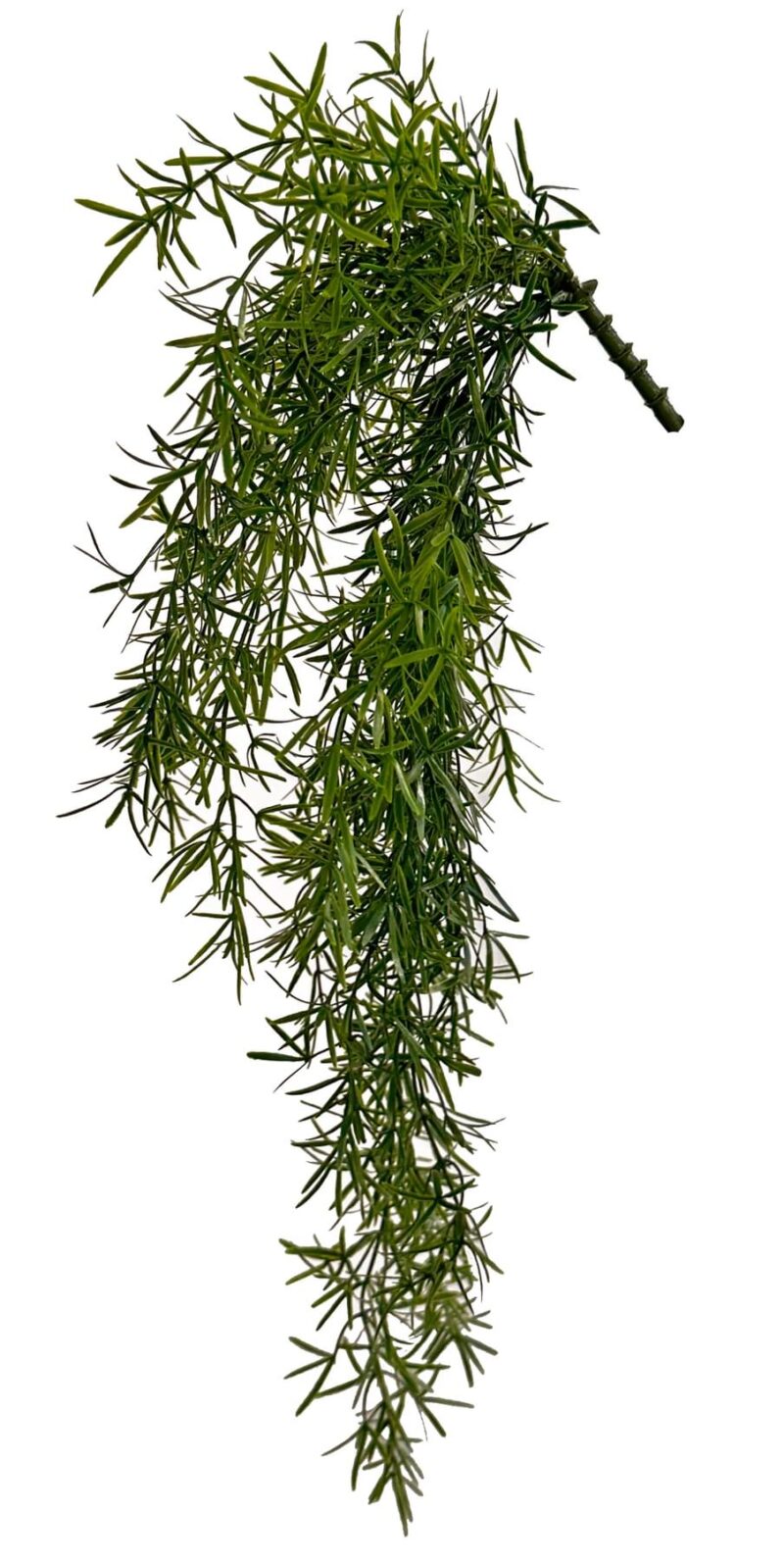 Shishi Asparagus hangandi grein 50cm
