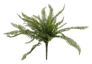 Shishi Fern burkni 50cm