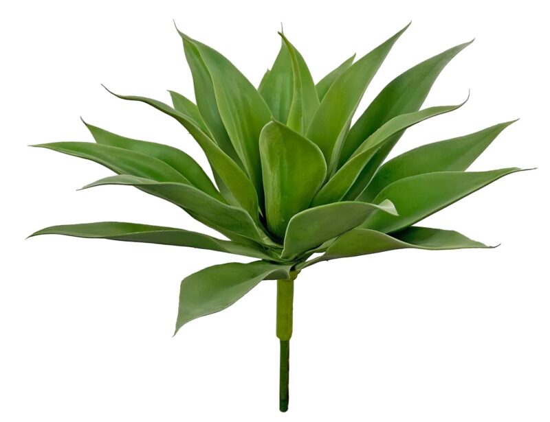 Shishi Agave planta