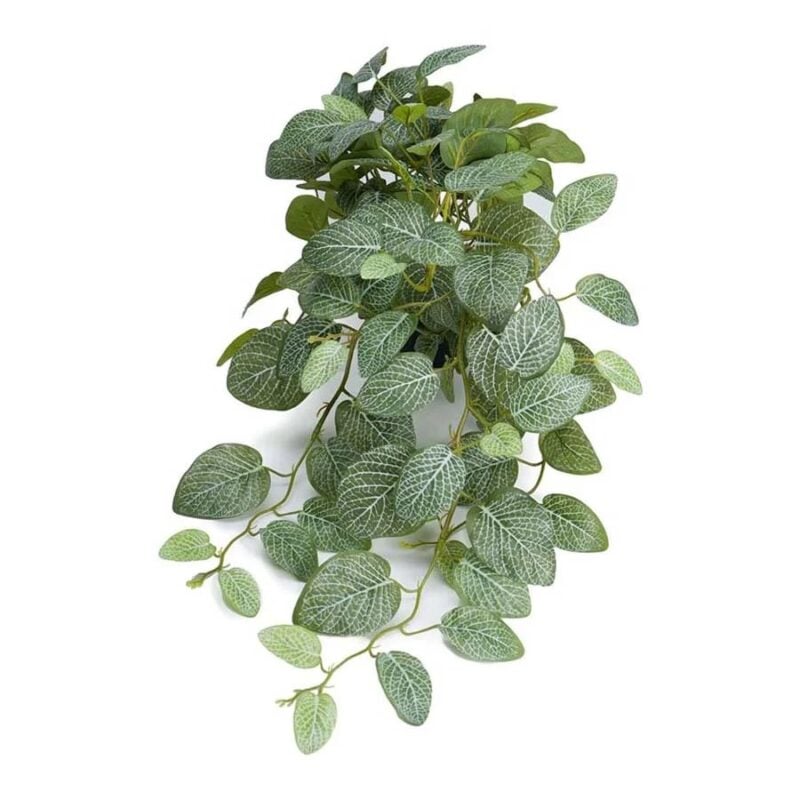 Mr Plant Fittonia 50cm - Image 1