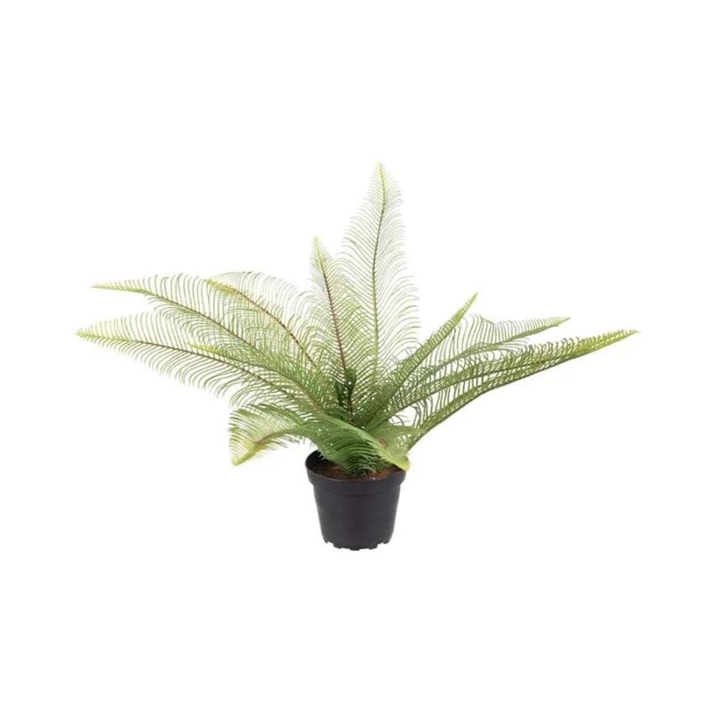 Mr Plant Burkni í potti H: 30cm - Image 1