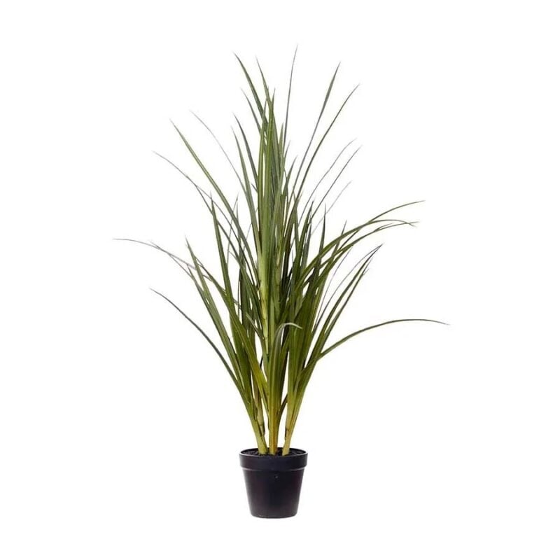 Mr Plant Gras í sv.potti H:80cm - Image 1