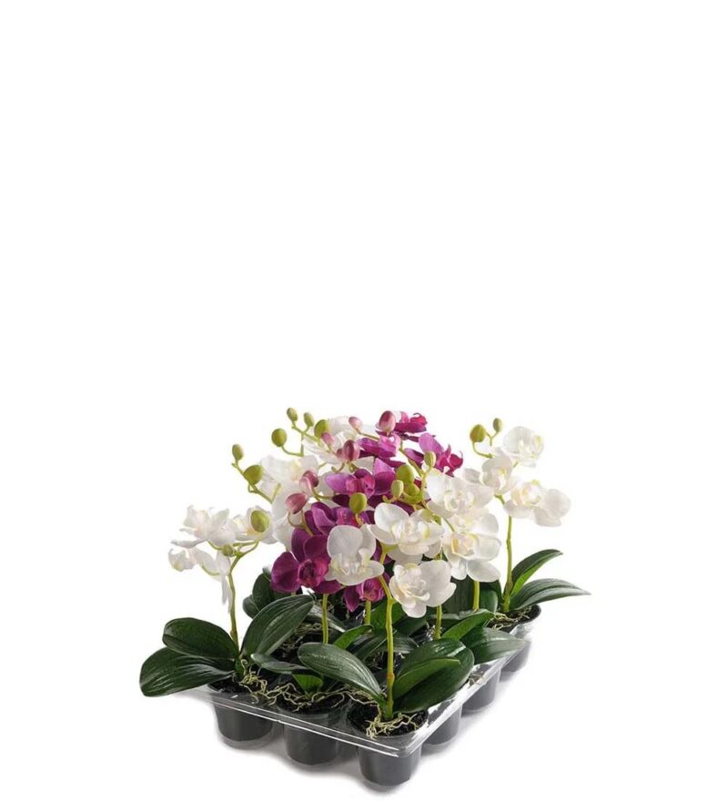 Mr Plant Phalaenopsis blóm í potti 23cm - Image 1