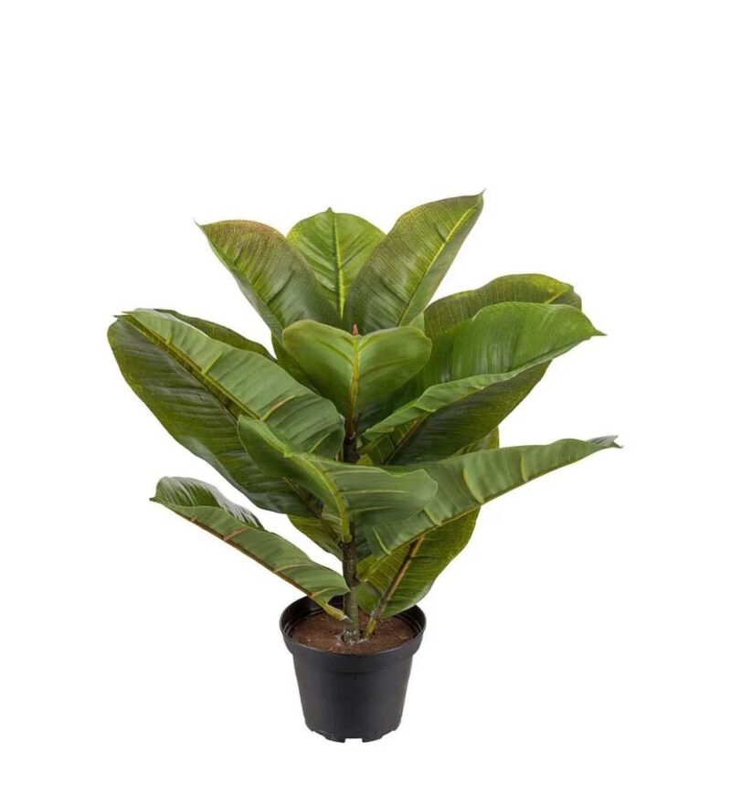 Mr Plant fíkus í potti 30cm - Image 1