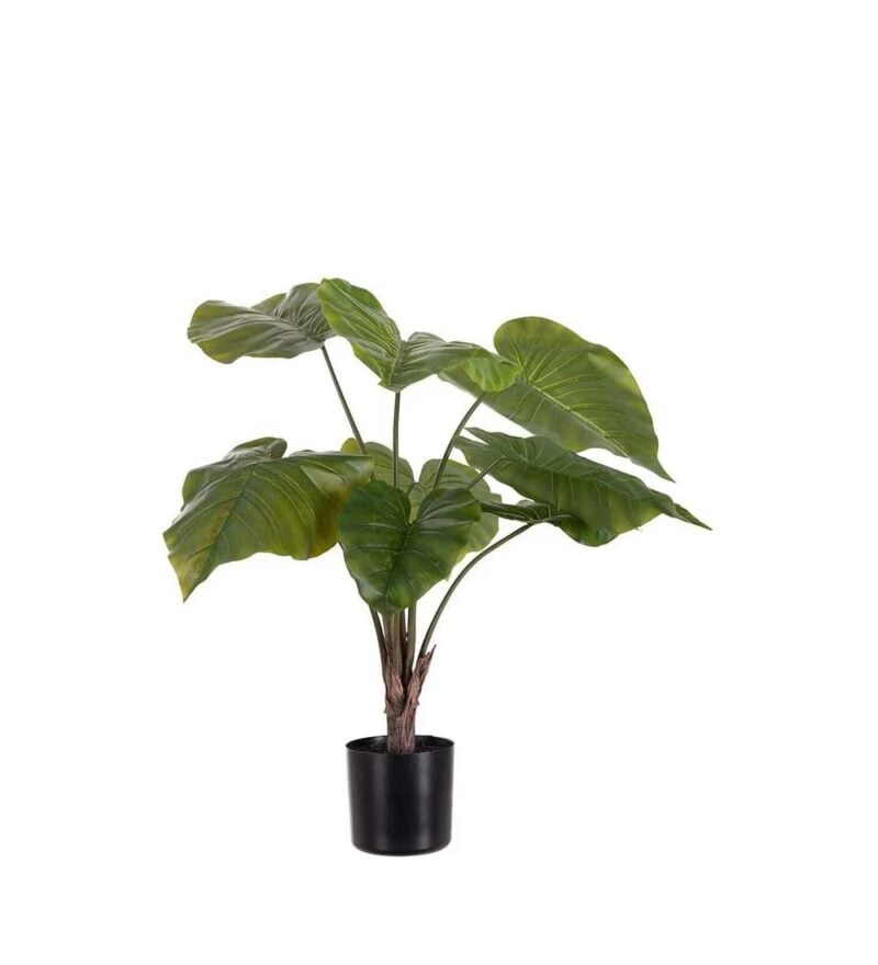 Mr Plant Alocasia í potti 60cm - Image 1
