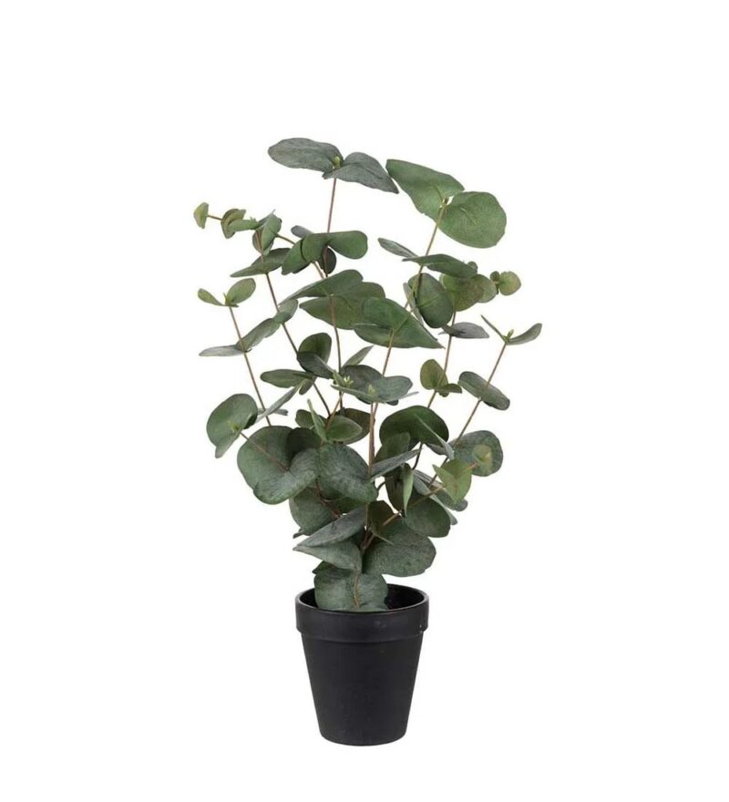 Mr Plant eucalyptus í potti 55cm - Image 1