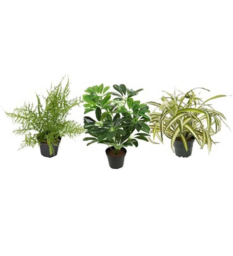 Mr Plant græn planta í potti 3 mismunandi - Image 1