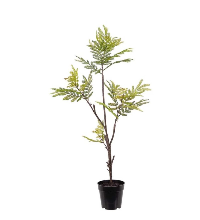 Mr Plant Pitchecellobium planta í potti 95cm - Image 1