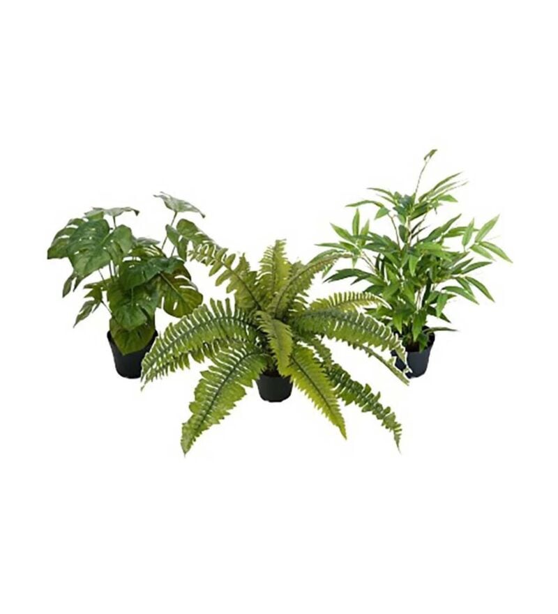 Mr Plant græn planta í potti 3 mismunandi - Image 1