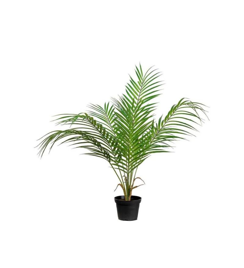 Mr Plant pálmi í potti 55cm - Image 1