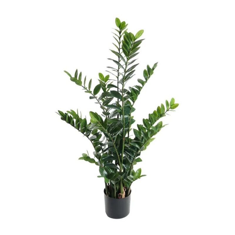 Mr Plant Zamifolia planta - Image 1