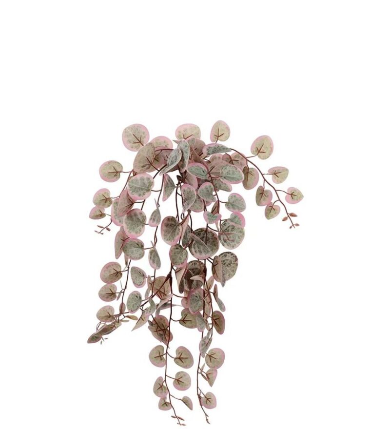 Mr Plant Peperomia hangandi planta 45cm - Image 1