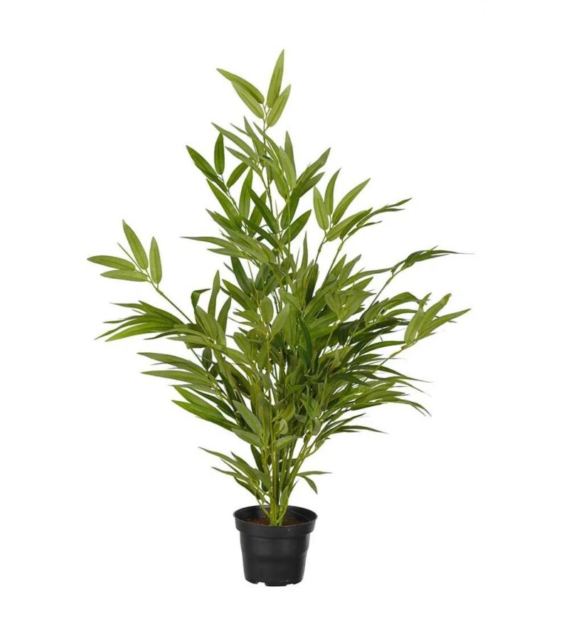Mr Plant bambustré í potti 60cm - Image 1