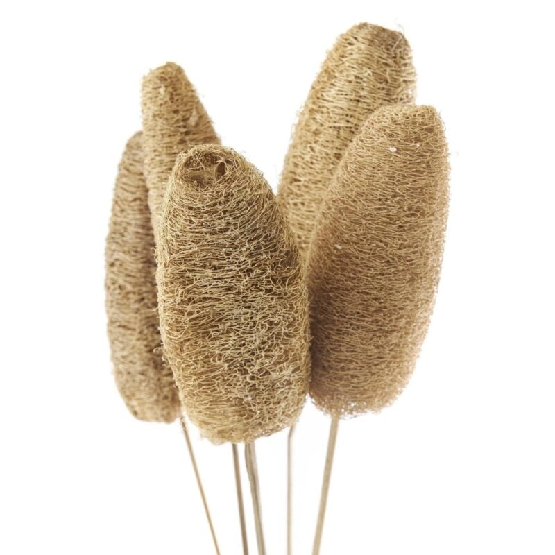 Jakobsdals Flore Luffa skrautblóm 5stk - Image 1