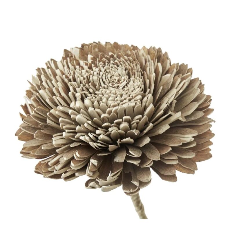 Jakobsdals Flore Zinnia skrautblóm brúnt - Image 1