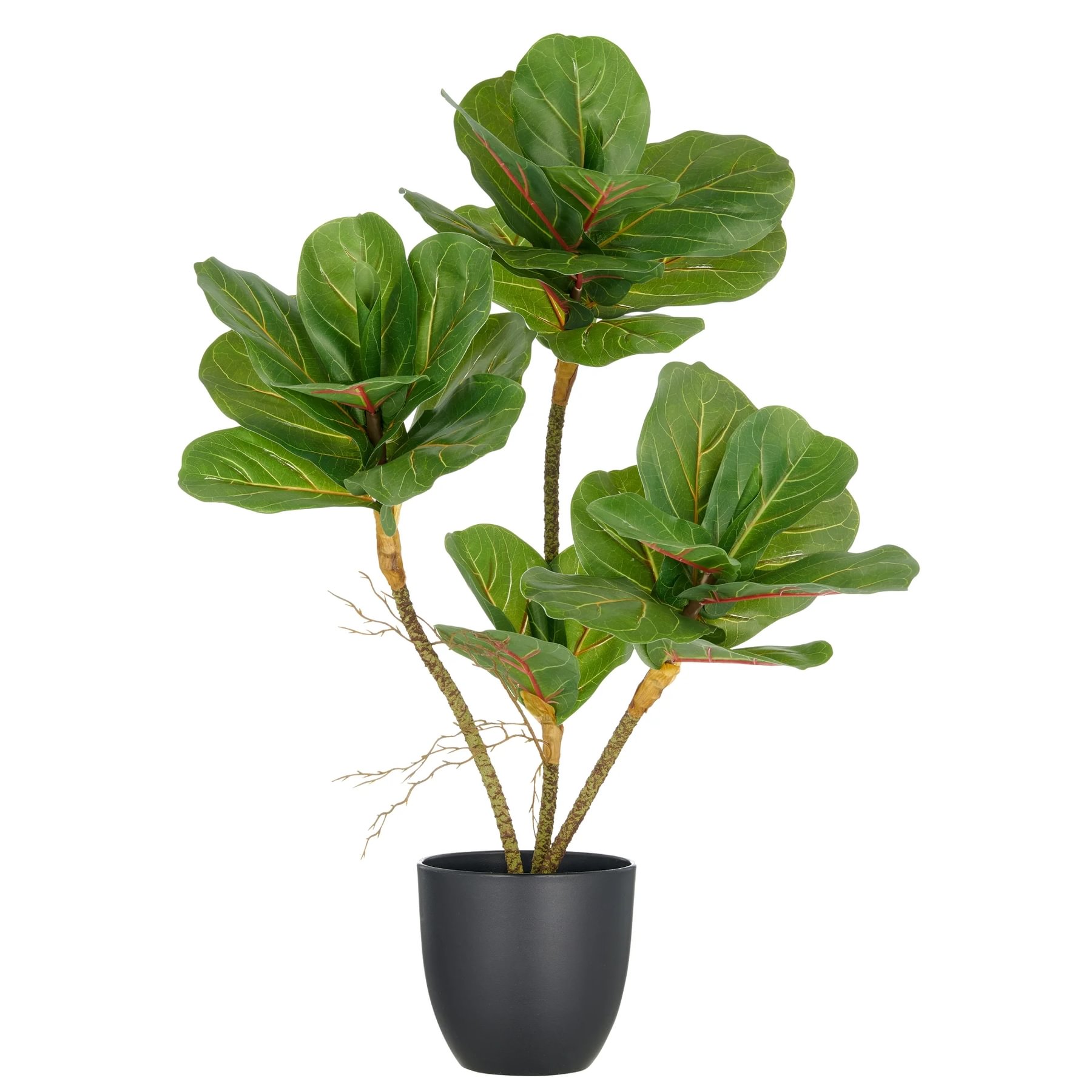 e37c0ac2-8937-4724-bd56-1b4902e642d5.jpg Gasper Ficus pottaplanta 65cm - Image 1