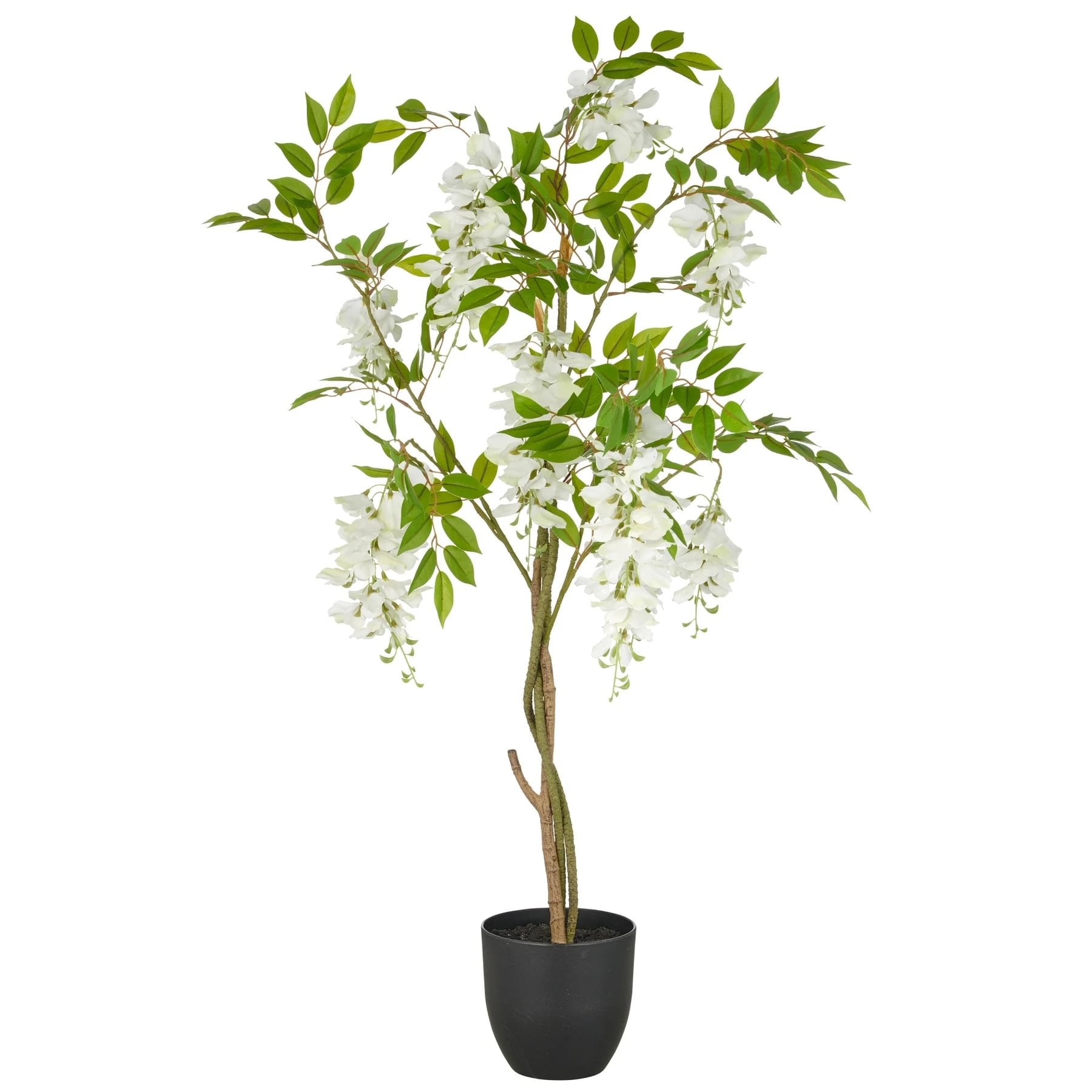 59e87654-868f-4c45-bf2e-e0f5a42a856d.jpg Gasper Wisteria pottaplanta með hvítum blómum 100cm - Image 1