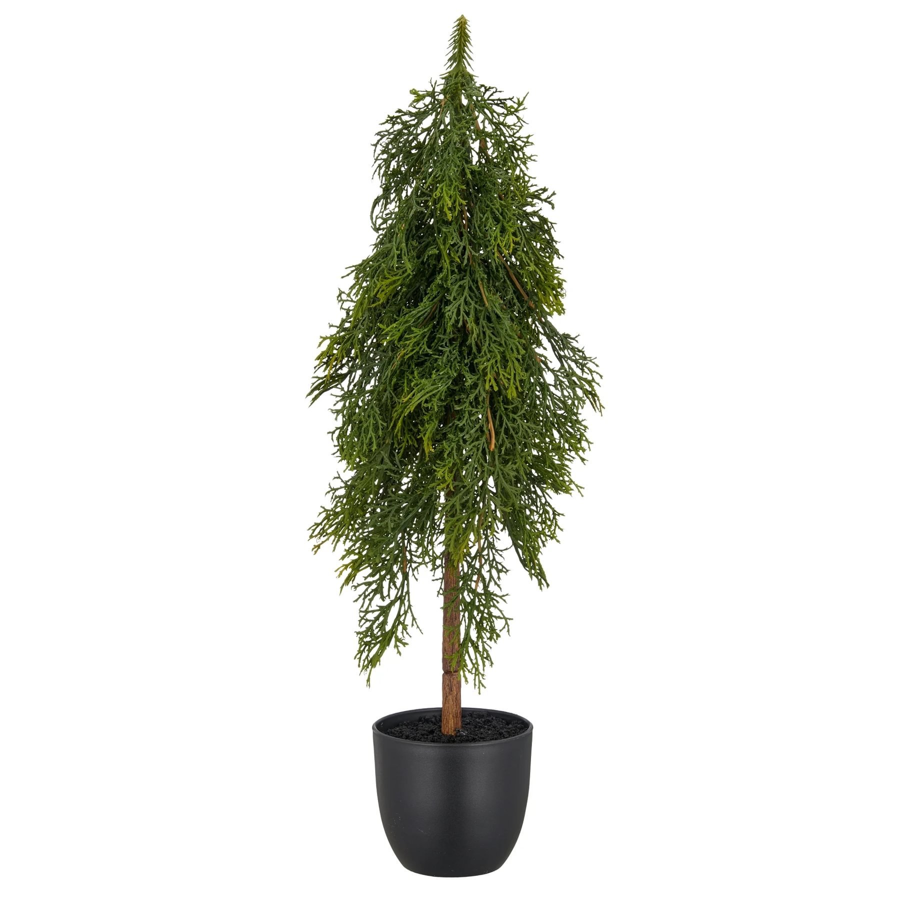 daab052e-8212-4cff-9901-68e2f1e652de.jpg Gasper Cypress tré - Image 1