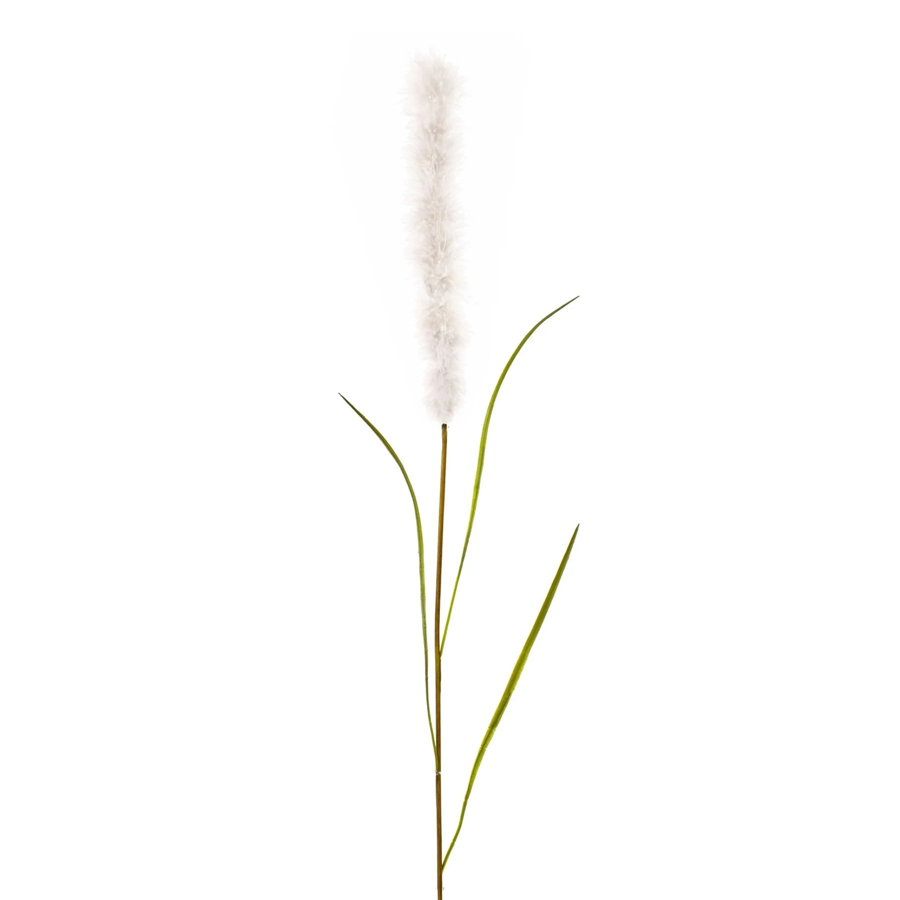 20ffcbe9-6364-4356-b8a8-a400041a0d71.jpg Gasper Pampas grass - Image 1