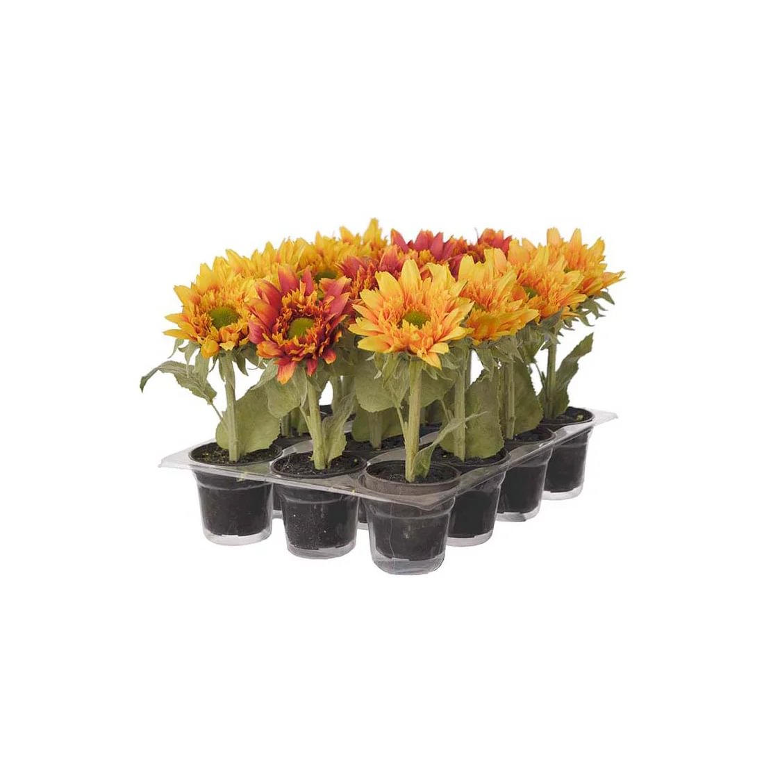 2f19f0fa-ac64-4171-80dc-a460363e0c73.jpg Mr plant sólblóm í potti 18cm - Image 1