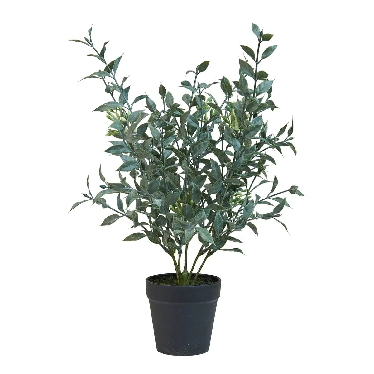 ab1cc3cb-8f18-4411-9db5-99f39eadf25a.jpg Speedtsberg planta í potti 50cm - Image 1